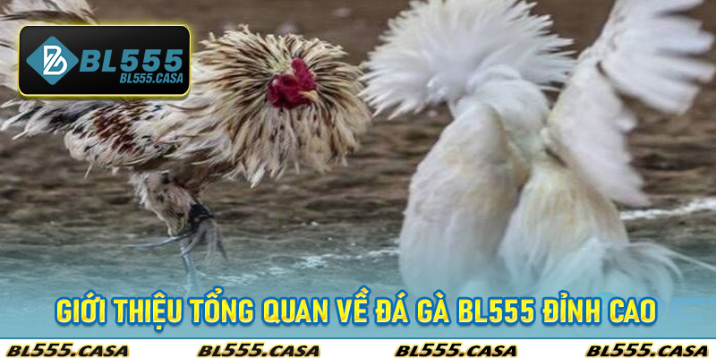 Giới Thiệu Tổng Quan Về Đá Gà Bl555 Đỉnh Cao