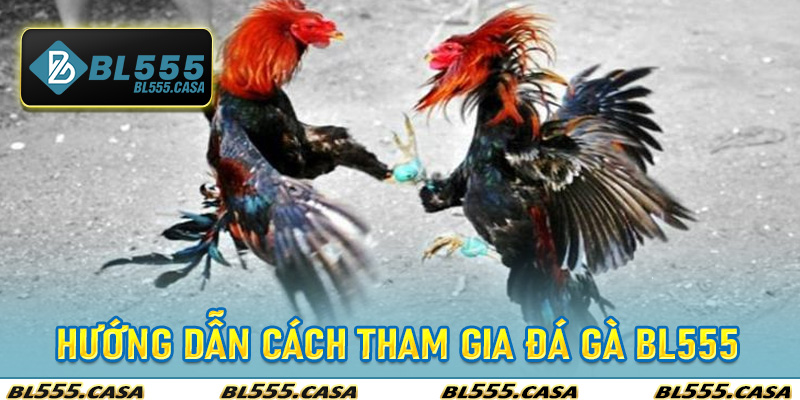 Hướng Dẫn Cách Tham Gia Đá Gà Bl555