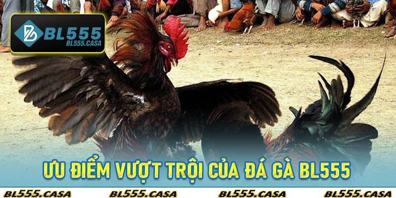 Ưu Điểm Vượt Trội Của Đá Gà Bl555