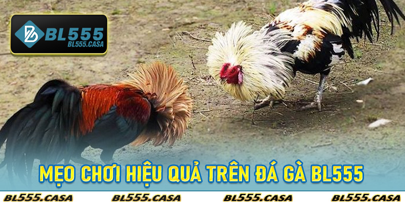 Mẹo Chơi Hiệu Quả Trên Đá Gà Bl555